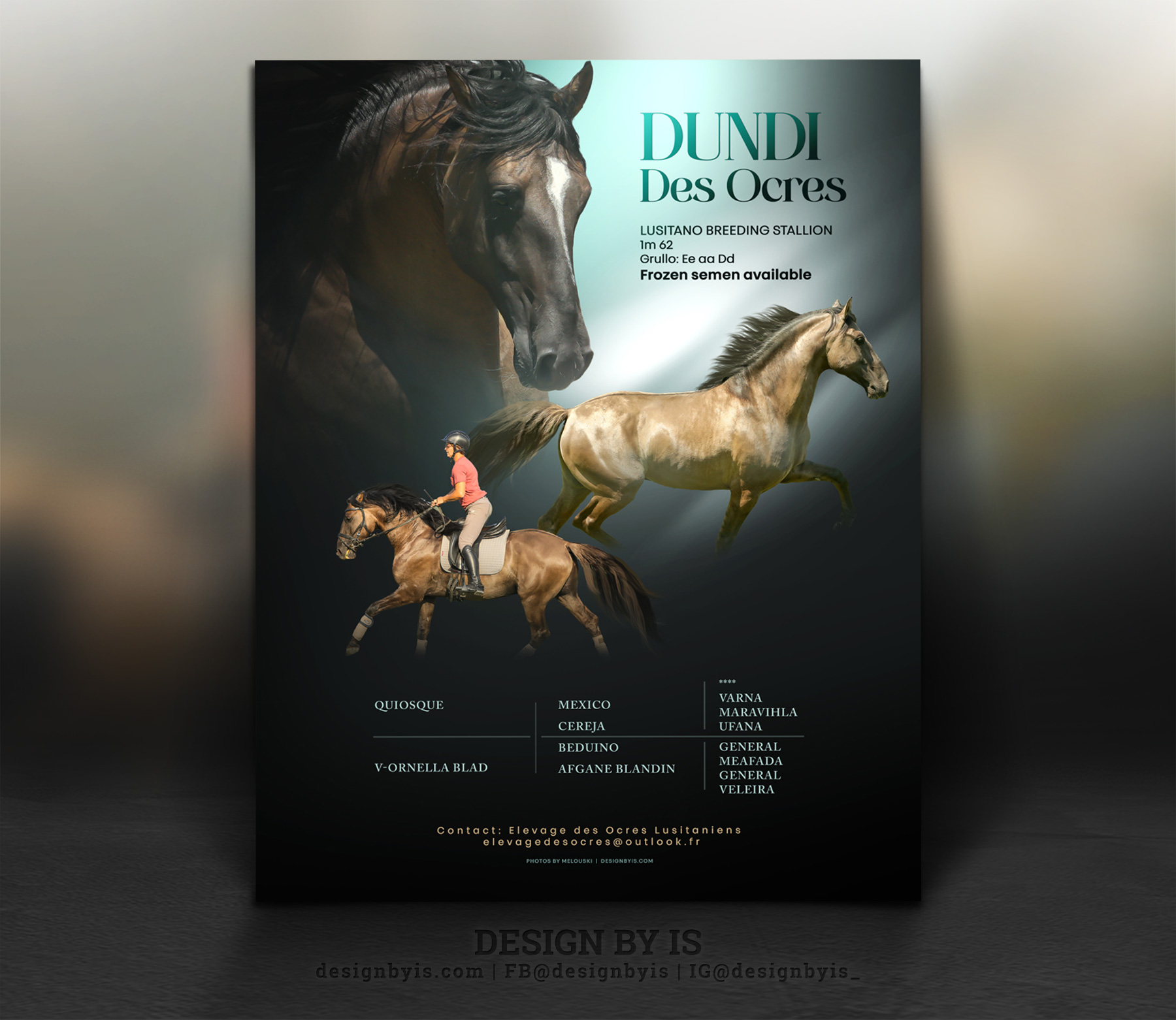  Horse magazine ADS, Stallion Flyers