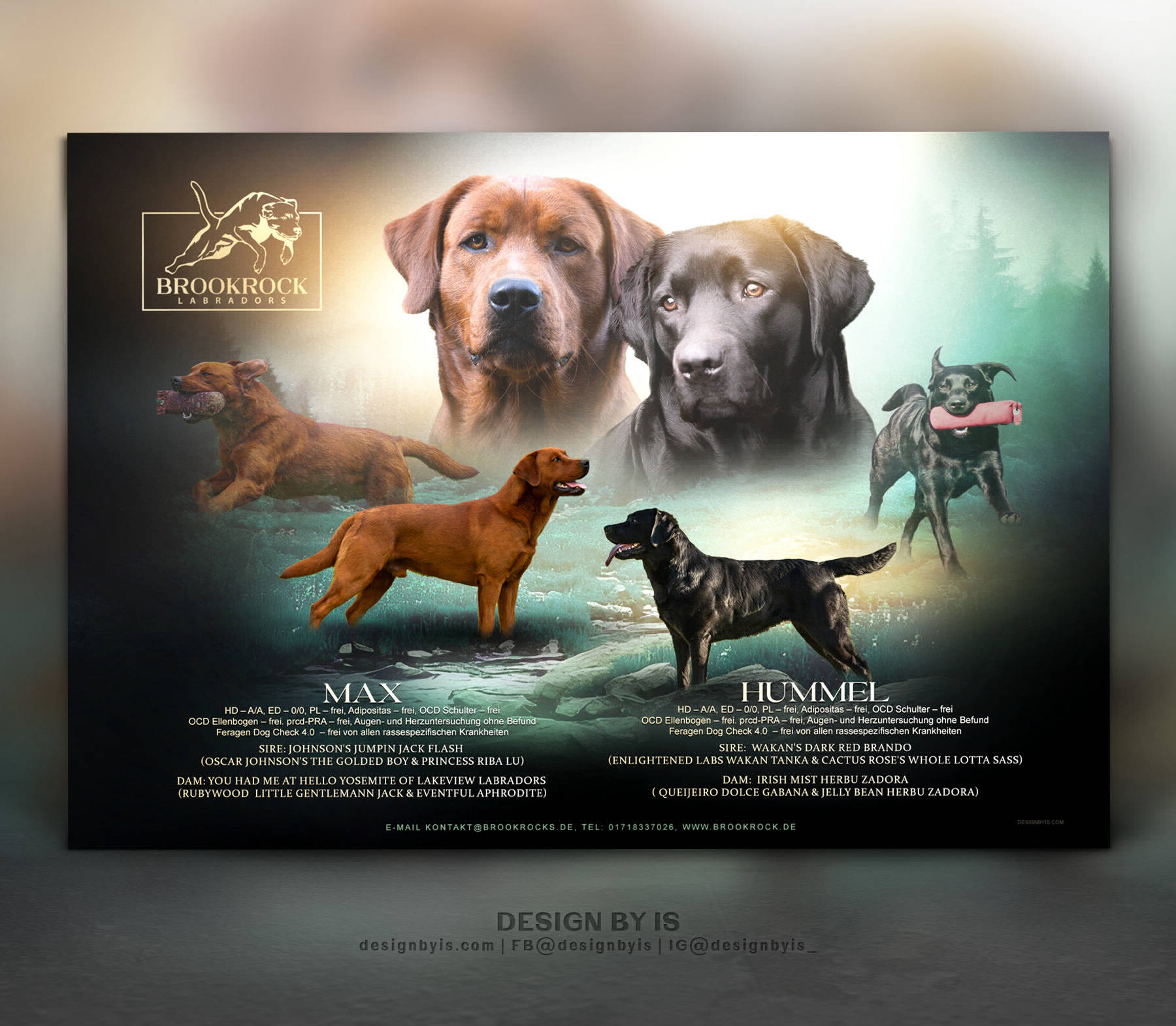  litter announcement 