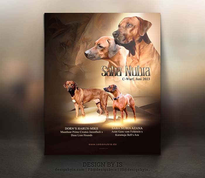 Rhodesian Ridgeback litter presentation
