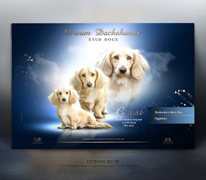 Stud dog Dachshund Presentation