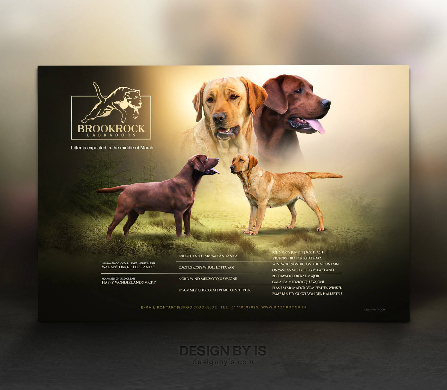 Labrador Litter presentation