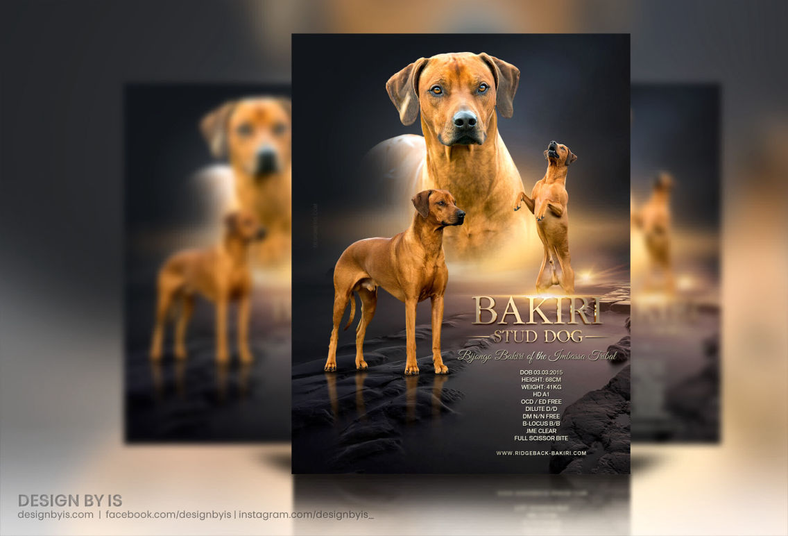 Rhodesian Ridgeback Ad