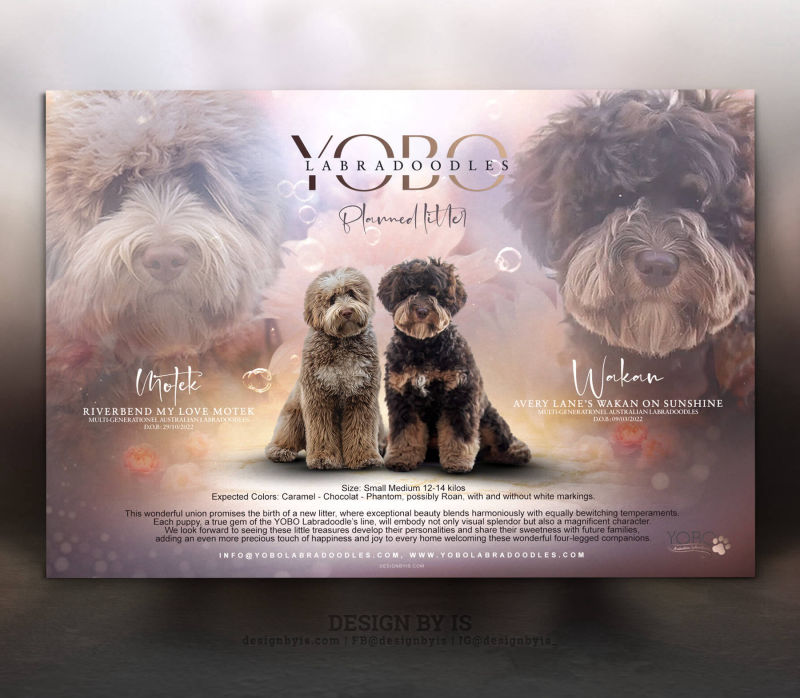 Labradoodles litter announcement