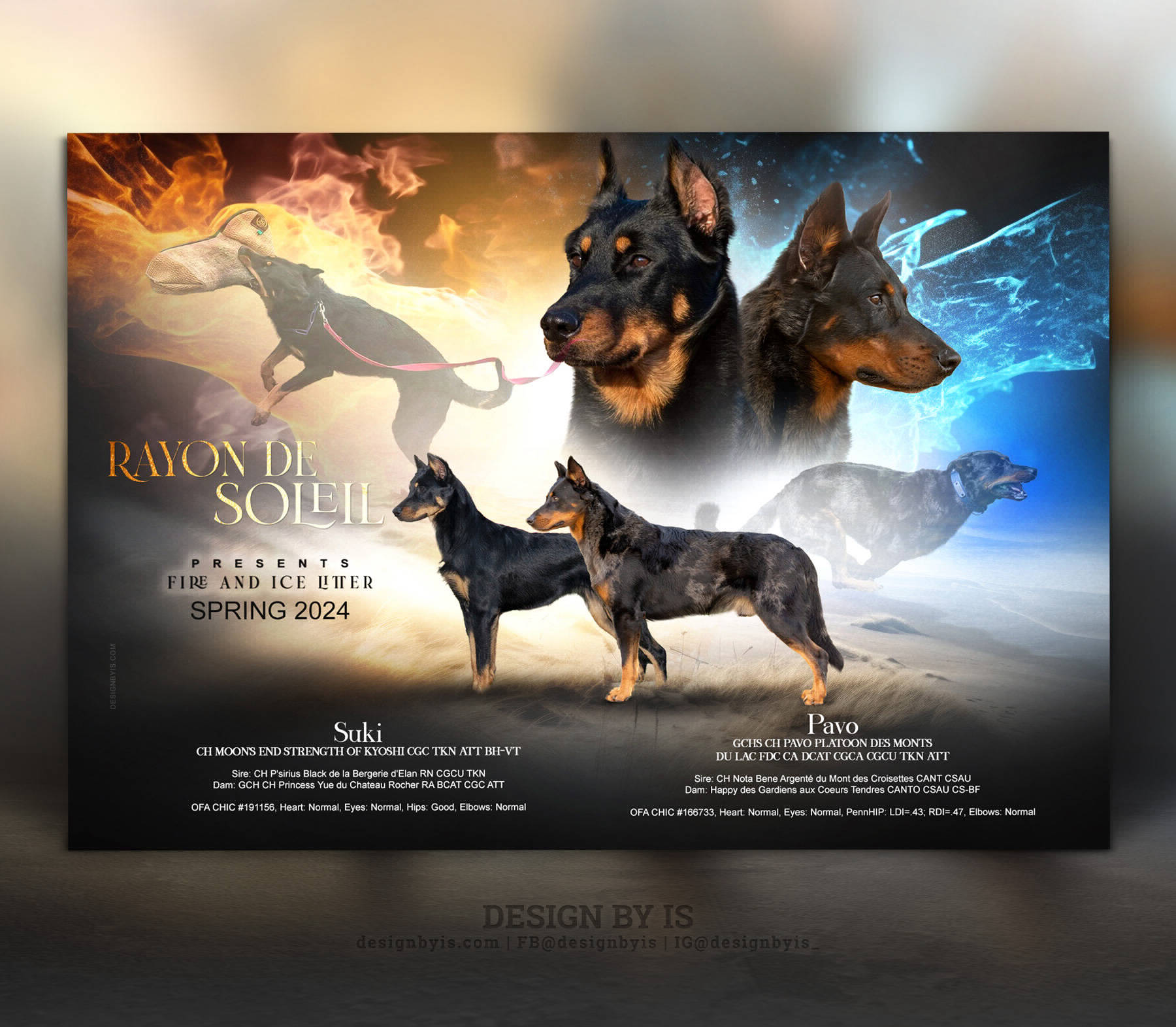 Beauceron litter announcement. Design for breeders
