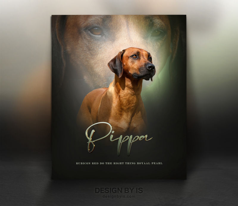 Rhodesian Ridgeback female