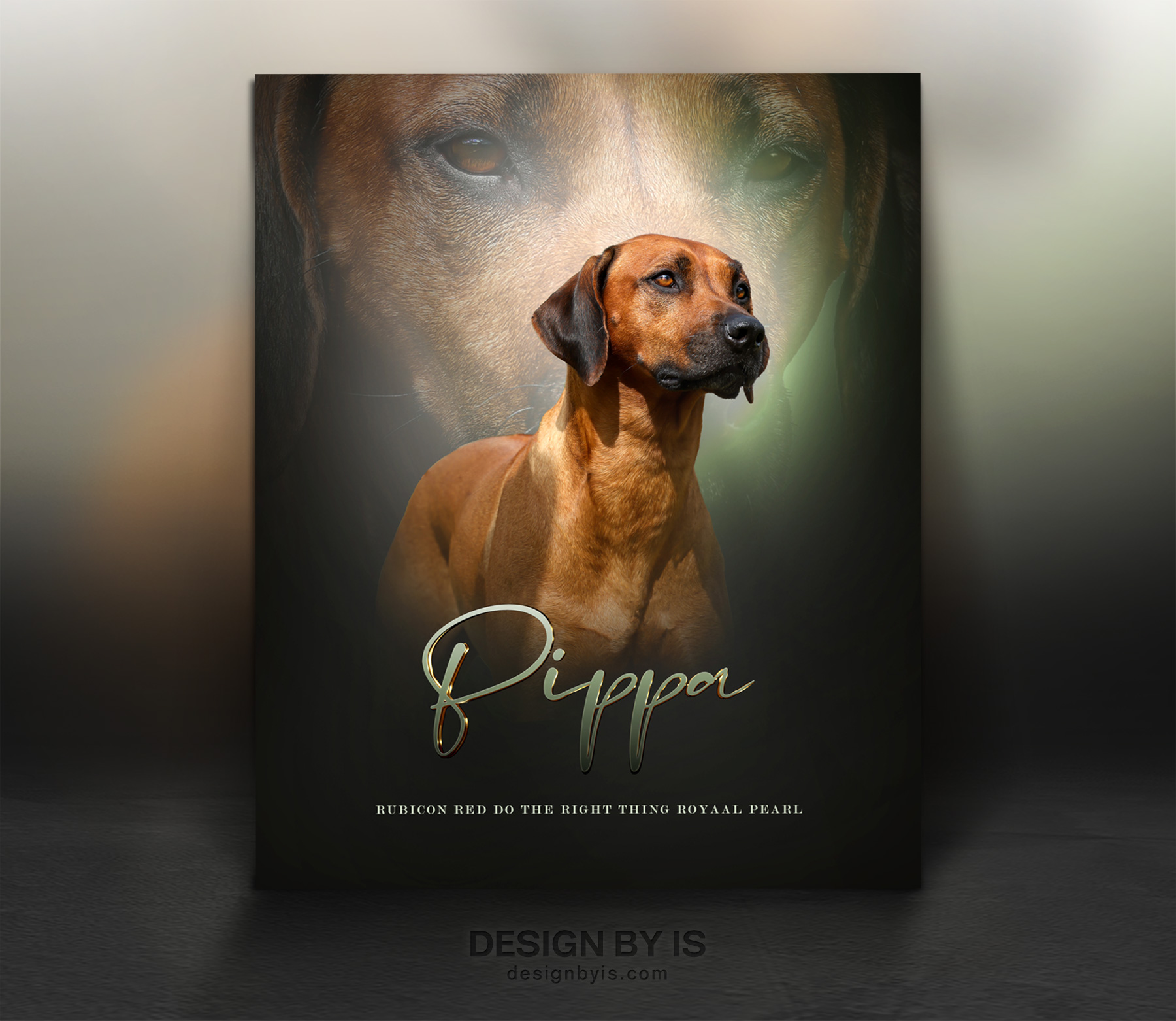 Rhodesian Ridgeback female